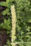 Southern sandbur